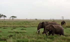 Tanzania-Safari-Flora-&-Fauna-Beyond-the-Big-Five