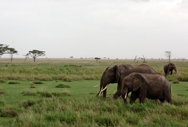 Tanzania-Safari-Flora-&-Fauna-Beyond-the-Big-Five