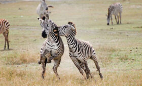 Tanzania-Safari-Highlights-Serengeti,-Ngorongoro-&-More