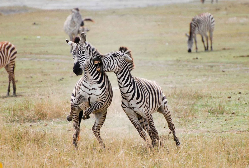 Tanzania-Safari-Highlights-Serengeti,-Ngorongoro-&-More