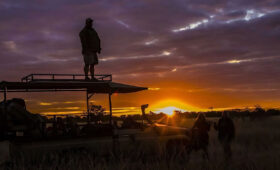 Tanzania-Safari-Night-Drives-Spotting-Nocturnal-Animals