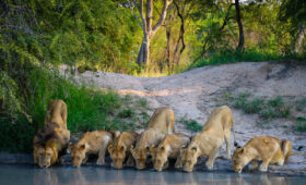 Tanzania-Safari-Photography-Tips-Capturing-Lions-&-Herds