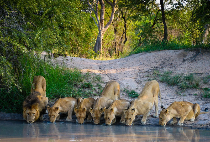 Tanzania-Safari-Photography-Tips-Capturing-Lions-&-Herds