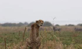 Tanzania-Safari-Reviews-Real-Traveler-Experiences