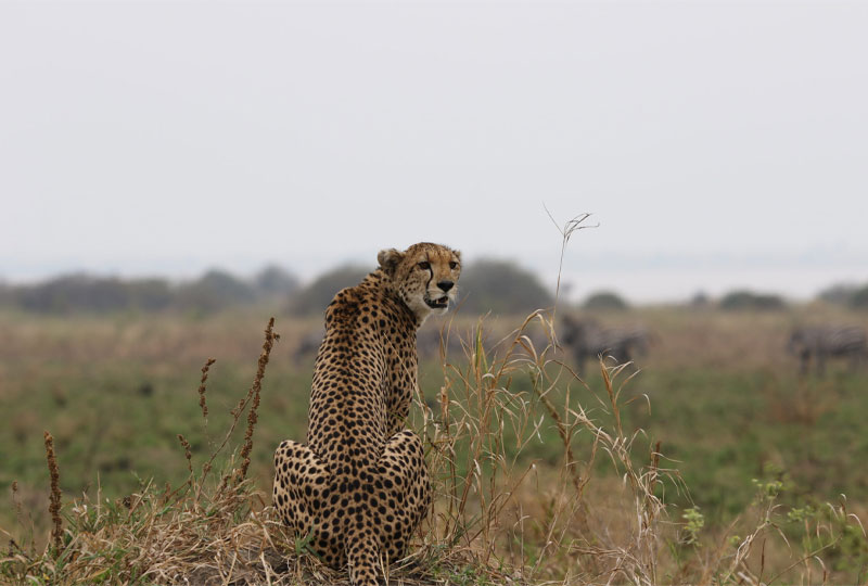 Tanzania-Safari-Reviews-Real-Traveler-Experiences