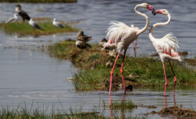 Tanzania-Safari-for-Birdwatchers-Flamingos-to-Raptors
