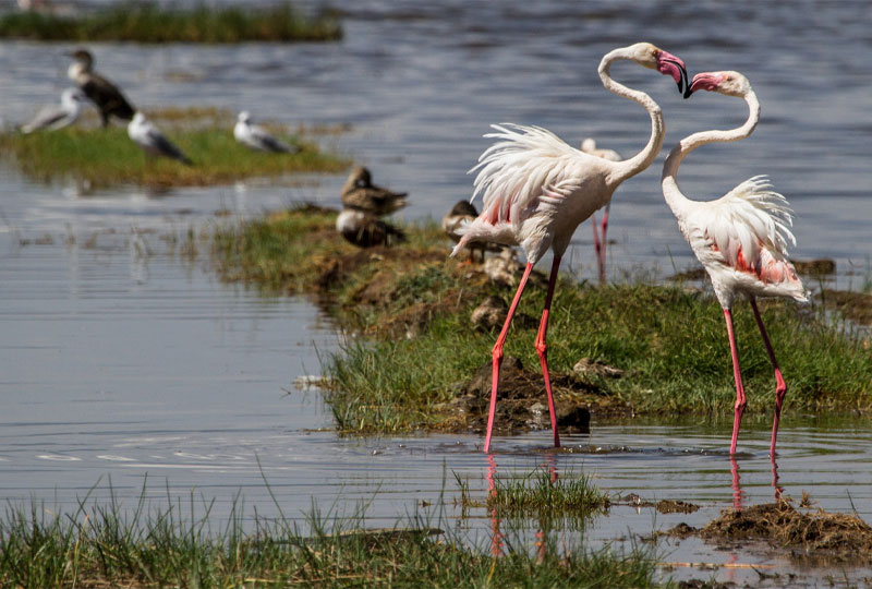 Tanzania-Safari-for-Birdwatchers-Flamingos-to-Raptors