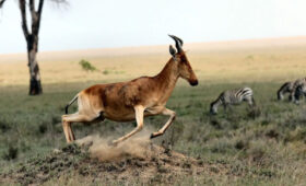 Tanzanias-Top-5-Safari-Parks-You-Shouldnt-Miss