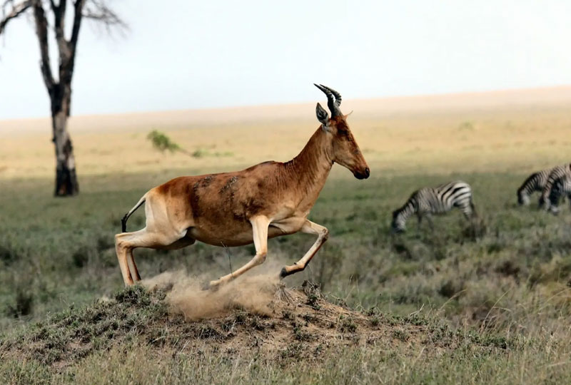 Tanzanias-Top-5-Safari-Parks-You-Shouldnt-Miss