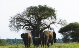 Tarangire-Safari-Elephants-&-Baobabs