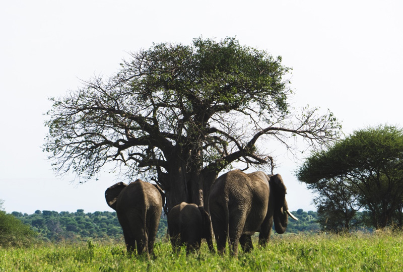 Tarangire-Safari-Elephants-&-Baobabs