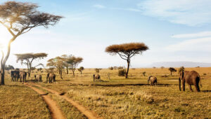 The-Role-of-Safari-Guides-in-Tanzania-What-They-Do