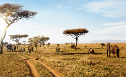 The-Role-of-Safari-Guides-in-Tanzania-What-They-Do