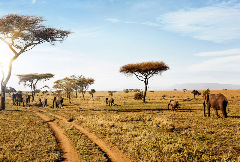 The-Role-of-Safari-Guides-in-Tanzania-What-They-Do