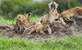 Top-Tanzania-Safari-Companies-What-to-Look-For