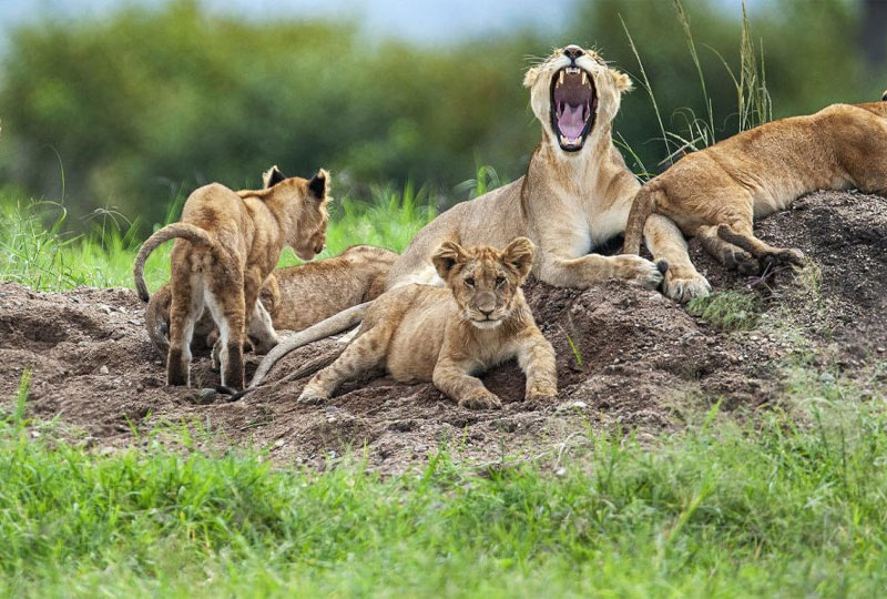 Top-Tanzania-Safari-Companies-What-to-Look-For