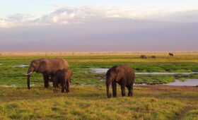 Top-Tanzania-Safari-Tours-from-Arusha-to-Kilimanjaro
