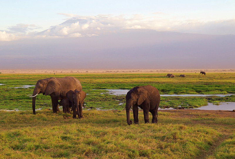 Top-Tanzania-Safari-Tours-from-Arusha-to-Kilimanjaro