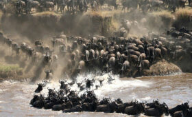 Why-the-Great-Wildebeest-Migration-Starts-in-Tanzania
