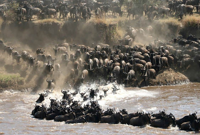 Why-the-Great-Wildebeest-Migration-Starts-in-Tanzania