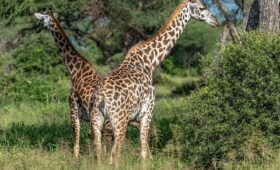 Wildlife-Youll-Only-See-on-a-Tanzania-Safari