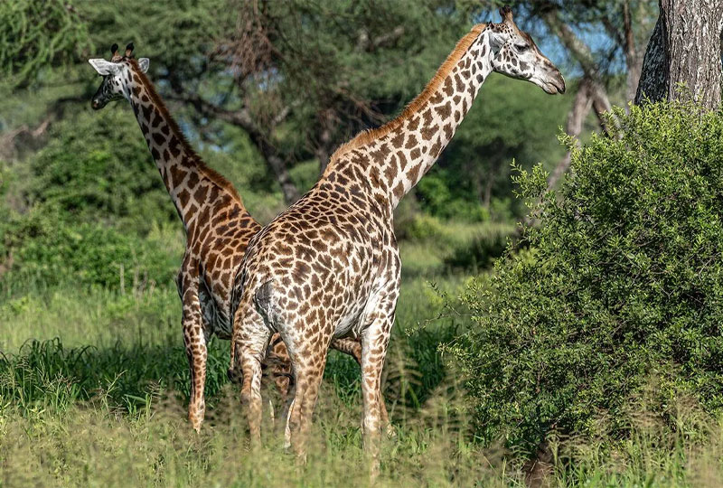 Wildlife-Youll-Only-See-on-a-Tanzania-Safari