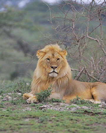 Wildlife Safaris