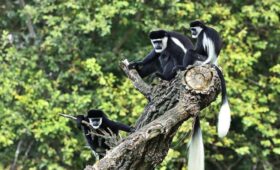 Wildlife on Mount Kilimanjaro: What You May See