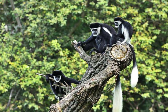 Wildlife on Mount Kilimanjaro: What You May See