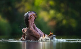 Best Time to Visit South Africa for Safari
