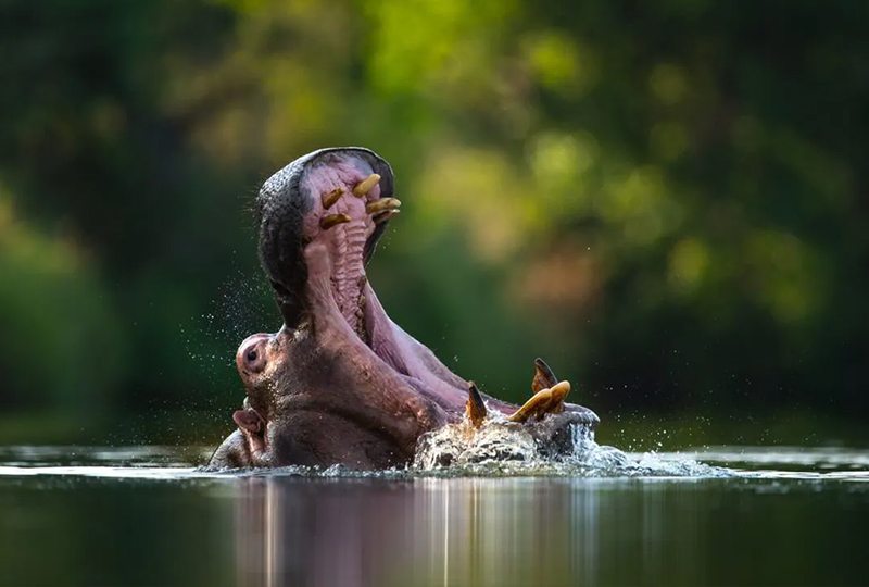 Best Time to Visit South Africa for Safari