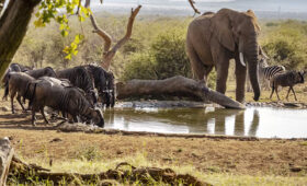 Big Five Safari in Madikwe Game Reserve