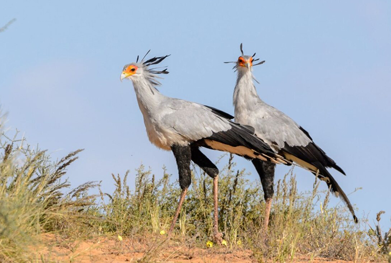 Birding Safaris in South Africa