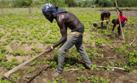 Day in the Life of a Tanzanian Farmer.