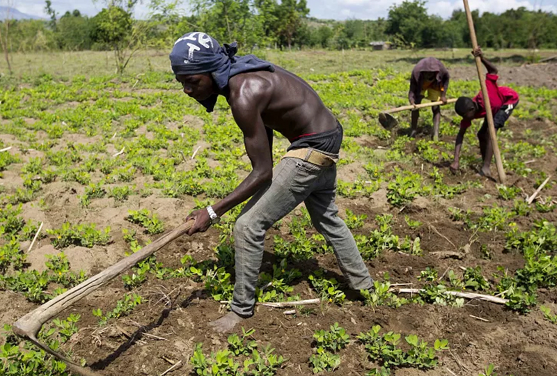 Day in the Life of a Tanzanian Farmer.