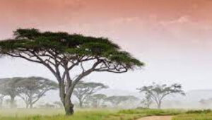 Do-You-Need-Malaria-Pills-for-Tanzania-Safari