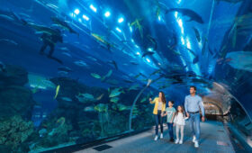 Dubai’s-Aquarium-Night-Tours-What-Tanzanian-Visitors-Should-Know