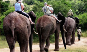 Elephant Safaris in South Africa: Where to Go