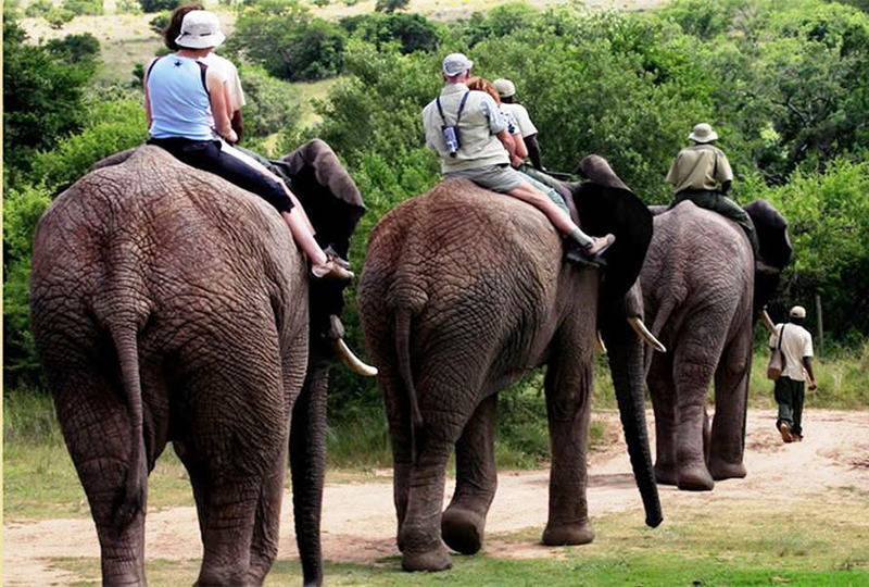 Elephant Safaris in South Africa: Where to Go
