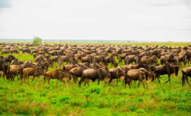 Everything-You-Need-to-Know-About-Serengeti-National-Park