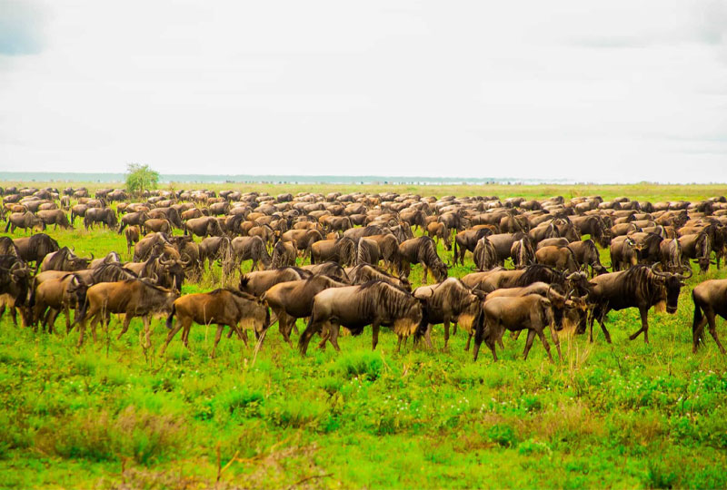 Everything-You-Need-to-Know-About-Serengeti-National-Park