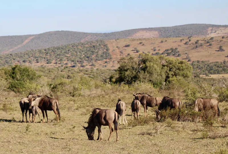 How Many Days Do You Need for a South Africa Safari?