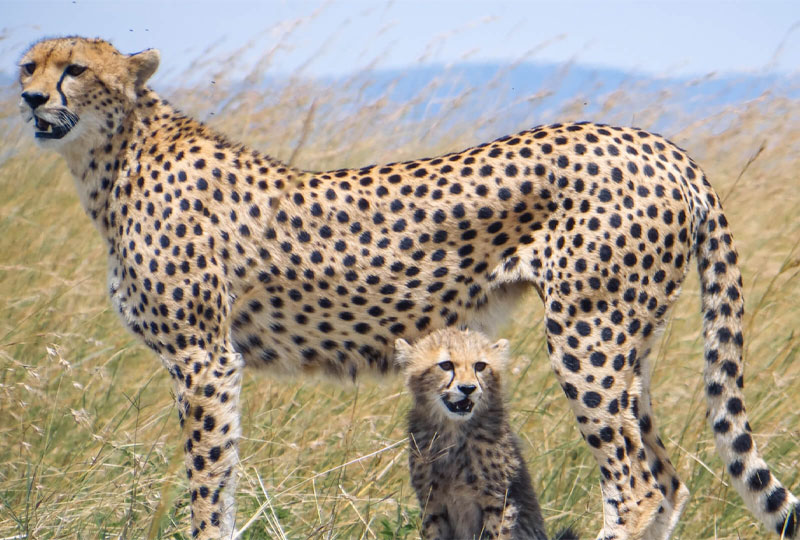 How-Tanzania-Safari-Supports-Wildlife-Conservation