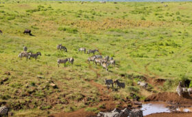 How-to-Avoid-Crowds-on-Safari-in-Tanzania