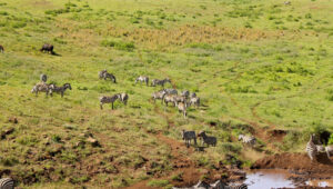 How-to-Avoid-Crowds-on-Safari-in-Tanzania