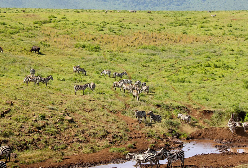 How-to-Avoid-Crowds-on-Safari-in-Tanzania