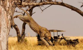How to Book a Safari in South Africa Online