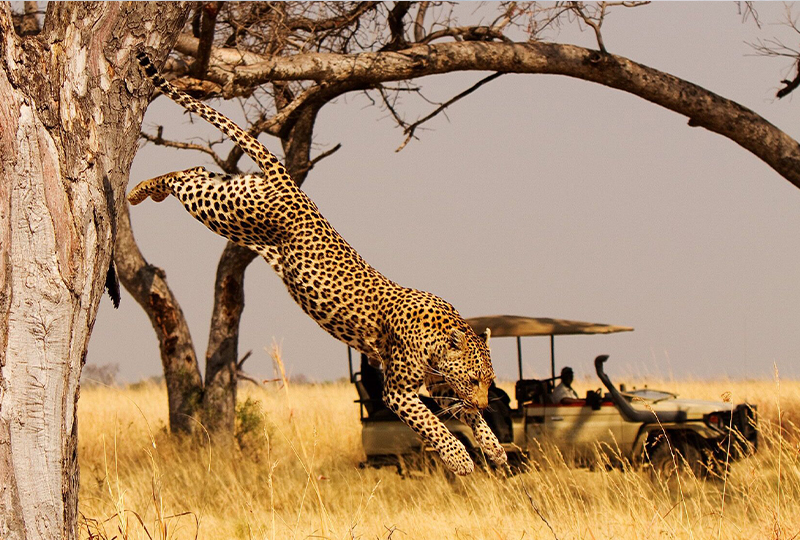 How to Book a Safari in South Africa Online