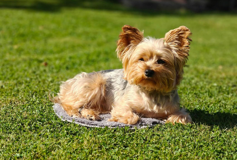 How-to-Find-Pet-Friendly-Hotels-in-Dubai-for-Tanzanian-Travelers