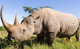 How to See the Big Five in South Africa